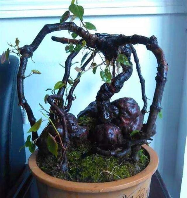 盆景|4种“名贵中药”做盆景,一养就是30年,土豪出价“5万”都不卖!