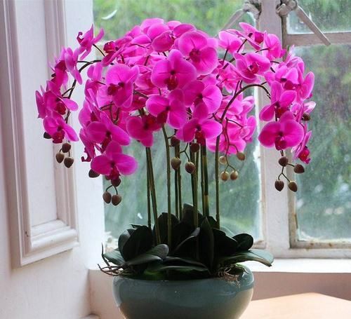 3种花，再好看也不要乱尝试，养花大神也难养好