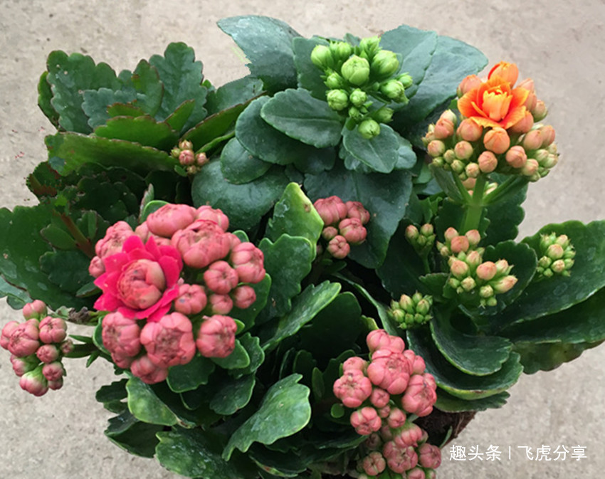 养花应注意,三种水不能浇,三种肥不能施,不然就会出问题