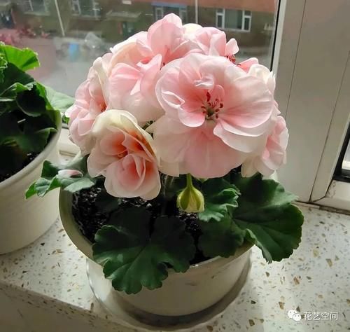 冬天天竺葵花盆里加点渣渣，开春长出一波嫩芽，花期提前！