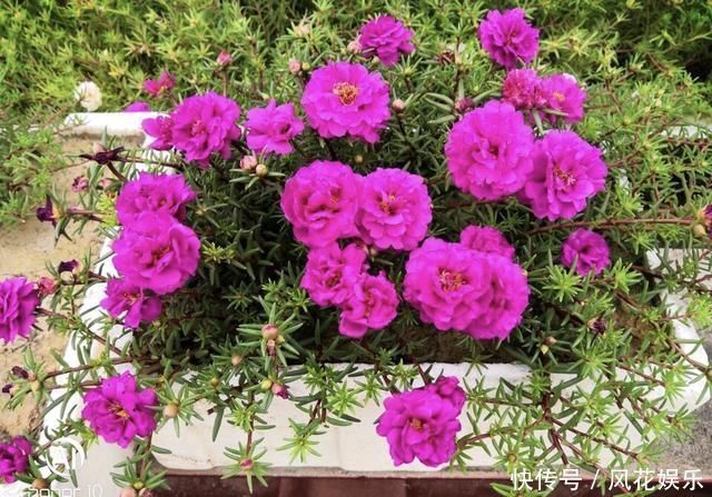 养护|想让太阳花“满盆”冒花苞有2个“关键”方法，保准有用