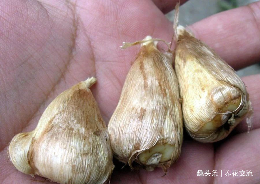 叶子|秋天买些香雪兰的种球,种盆里冬季就开花,来年夏天收获大盆子球