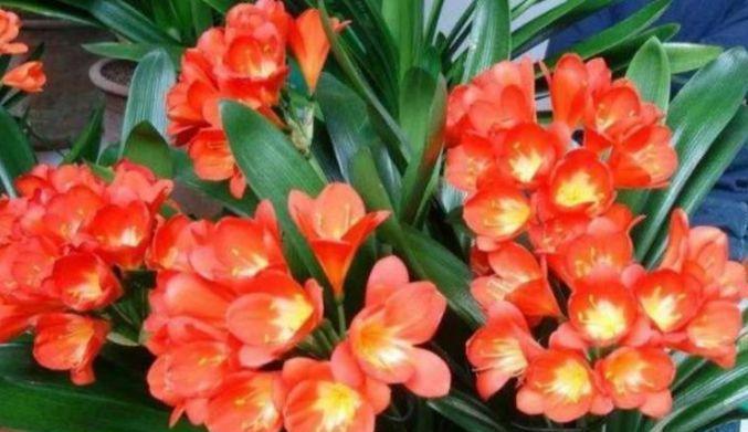 养花就养4种花,好养易活花量大,养上一盆四季欣赏,一养就上瘾