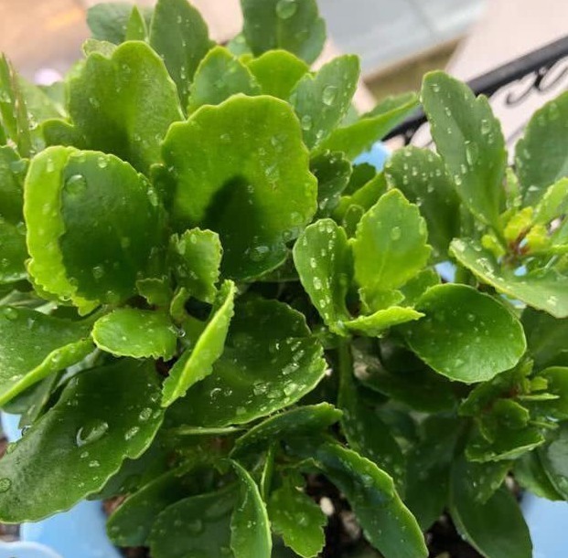 烂根|长寿花不长还黄叶用3法急救,轻松解决,爆成大花球