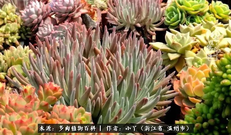 祖上无院家里无矿，一腔浪漫情怀付诸楼顶造花！