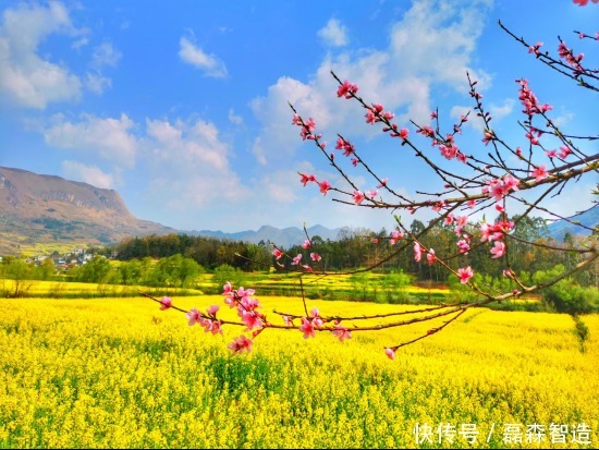 老年|云南省罗平县:春花竞相开放 相映成趣