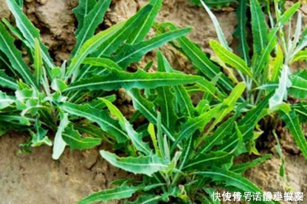 埋沒在農村4種抗癌野菜，很多人嫌臟不愿吃，卻比蒲公英好100倍