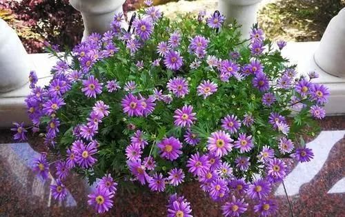 长春花|5种花,趁现在“赶紧扦插”,生根快,长得快,一个月就开花