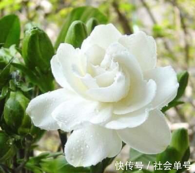 黄叶|养“栀子花”，注意1个小细节，不黄叶、不掉苞，油绿茂盛开花多