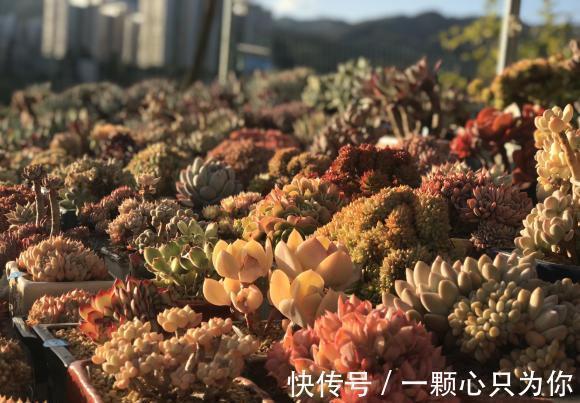 温度|温度越来越低,多肉颜色越来越漂亮了,叶子透红,快要全状态了