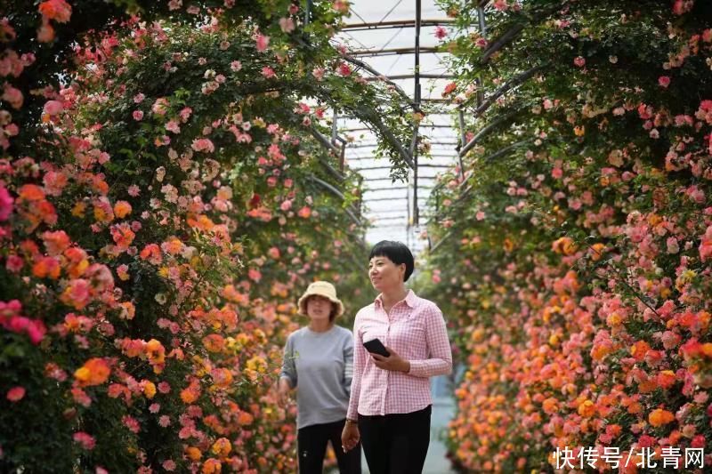 北京月季文化节下周开幕 全市11大展区等您来