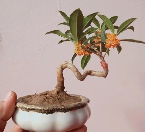 桂花|桂花新玩法,养成老桩盆景,造型更好看,价值也翻倍