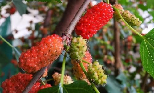 春天想氣色好，堅持吃的食物，減少皺紋，預防早衰，更顯年輕