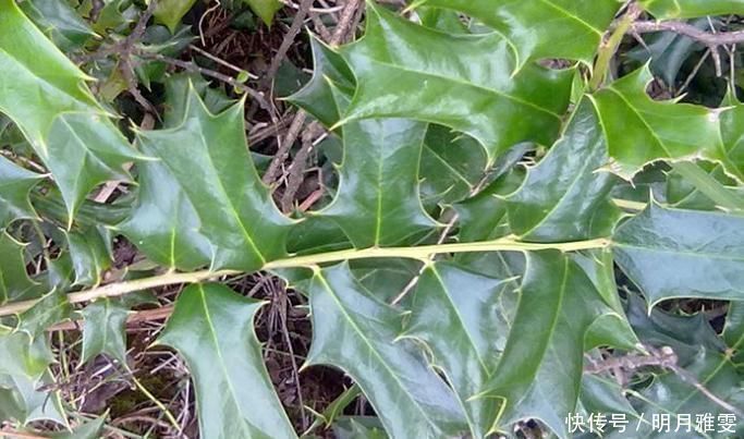 枸骨叶|这树叶,也是一味中药,泡茶代饮,抗菌消炎、祛风湿