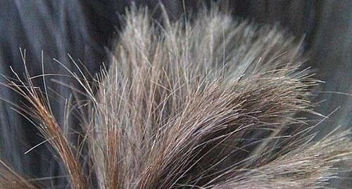 染发|长白头发的人,比正常人的患癌风险低,是真的吗医生告诉你答案