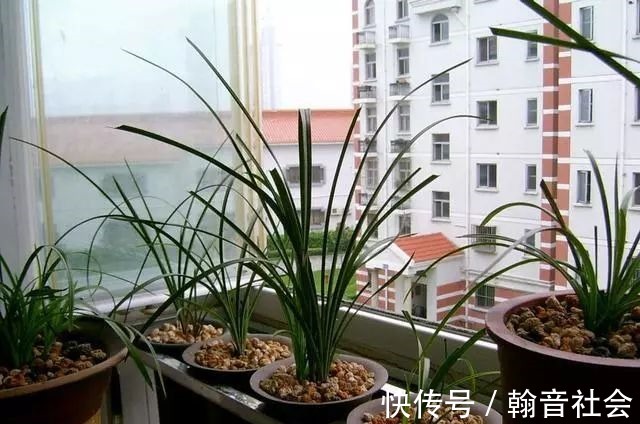 台友|封闭式阳台也能养出一屋子的兰花,光照和湿度管理很重要!