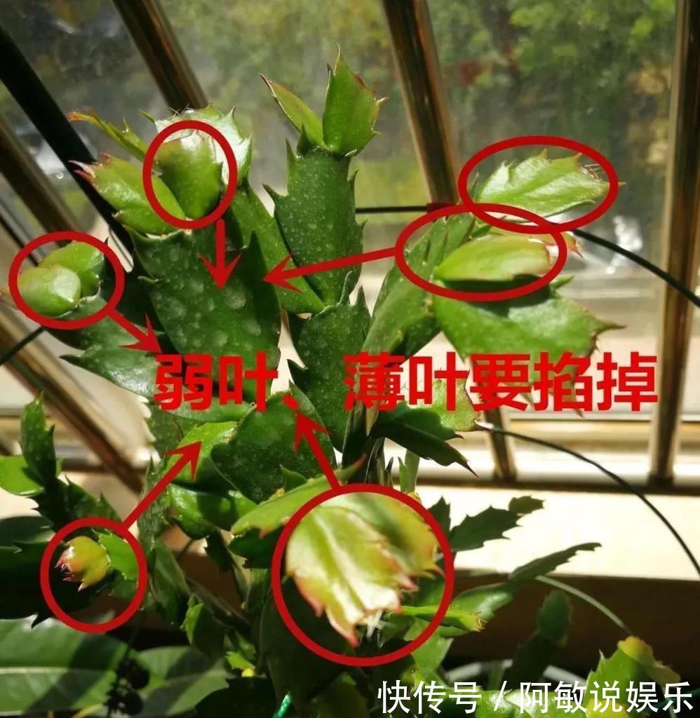 这3种花“剪一刀”，顺利过冬，来年又能开花了