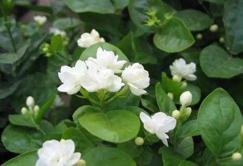 养护|家里养了4种花，夏天也别忘了施肥，不然花香淡开花少