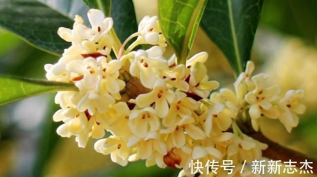 耐寒|夏天“最香”的花卉,比香水还好闻,四季花开,耐寒耐热还好养