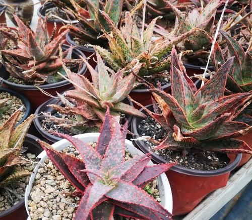 带花纹的圣诞芦荟,随意浇水,不挑环境很好养