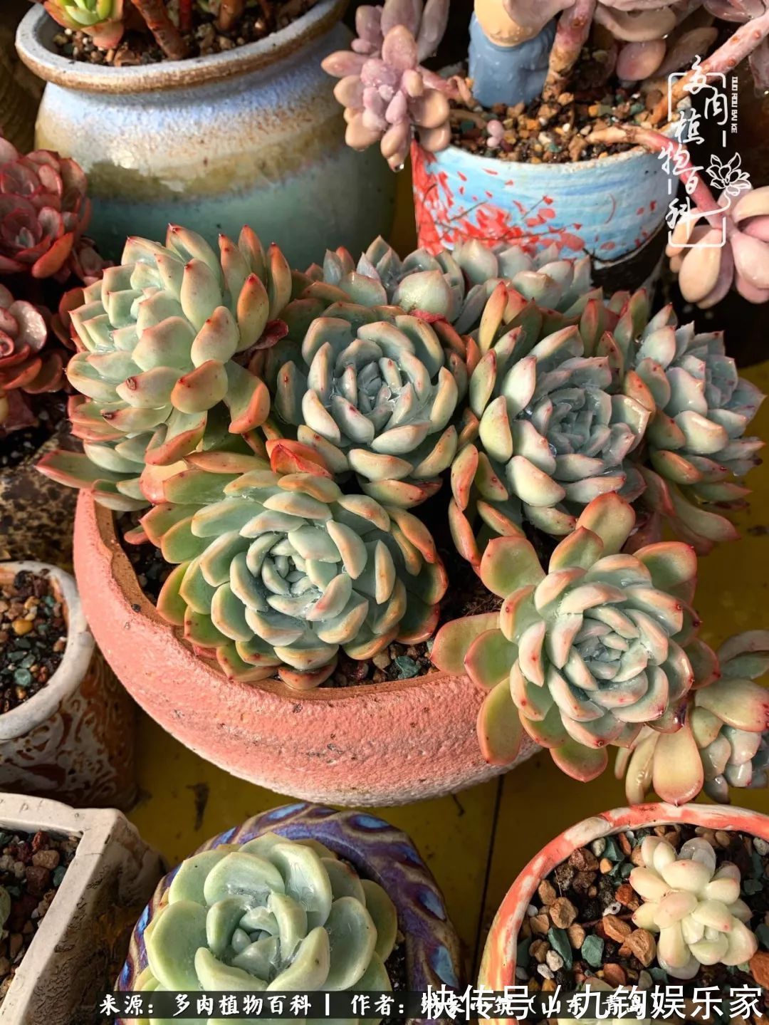 多肉住进暖棚，坦然越冬，放肆浇水，这个冬天有点甜！