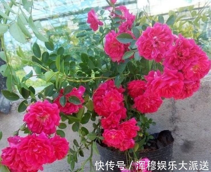 太阳花|养花就养这几款,全年开花不停,沾点水就疯长,开花勤还爱爆盆