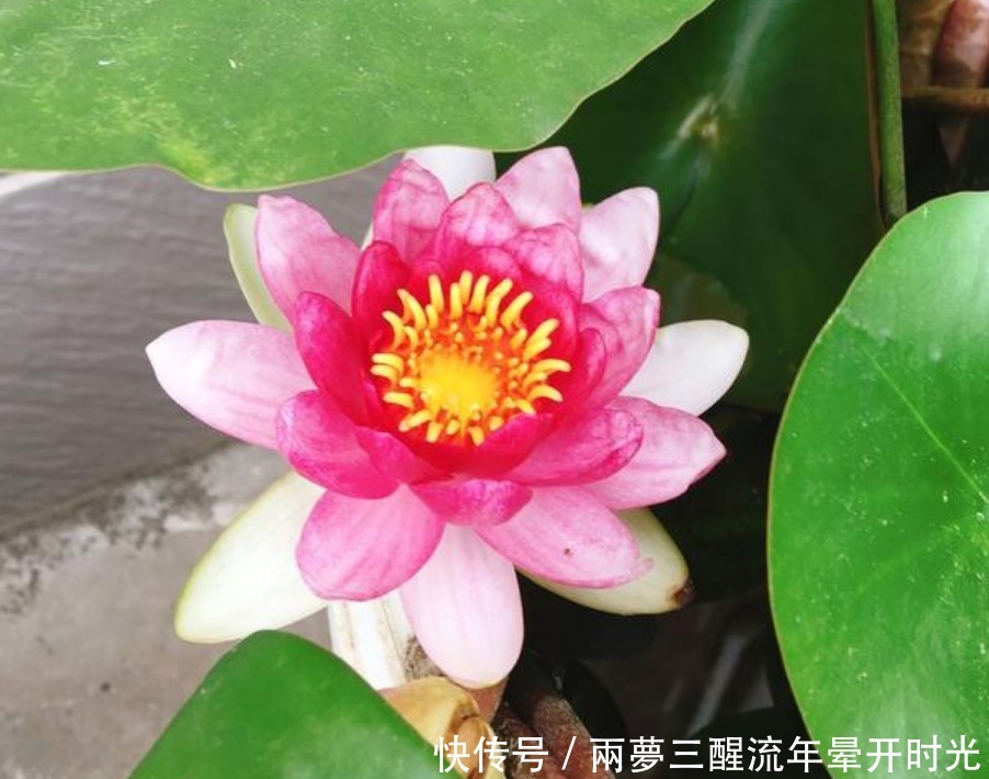 养花就养这几款,随便养都爆盆,花期长花量大,满屋飘香!