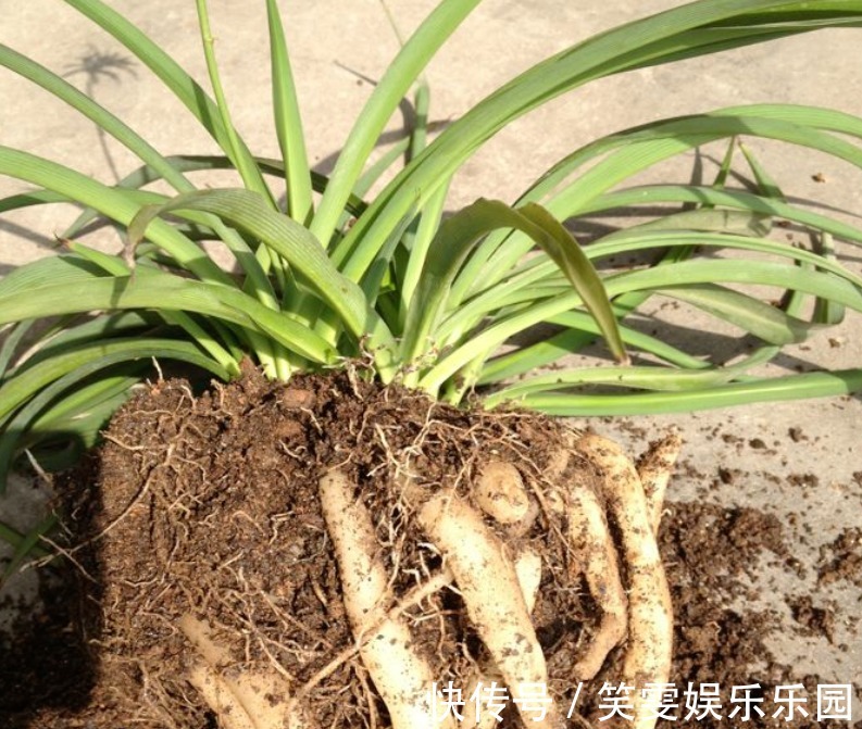 万能自制肥：蛋壳为原材料，制作过程是加热磨碎