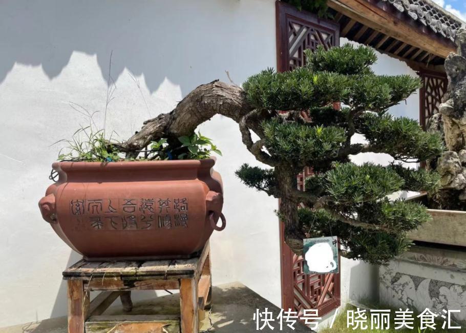 家庭盆景:镇宅又招财的罗汉松,日常打理该多注意这4点