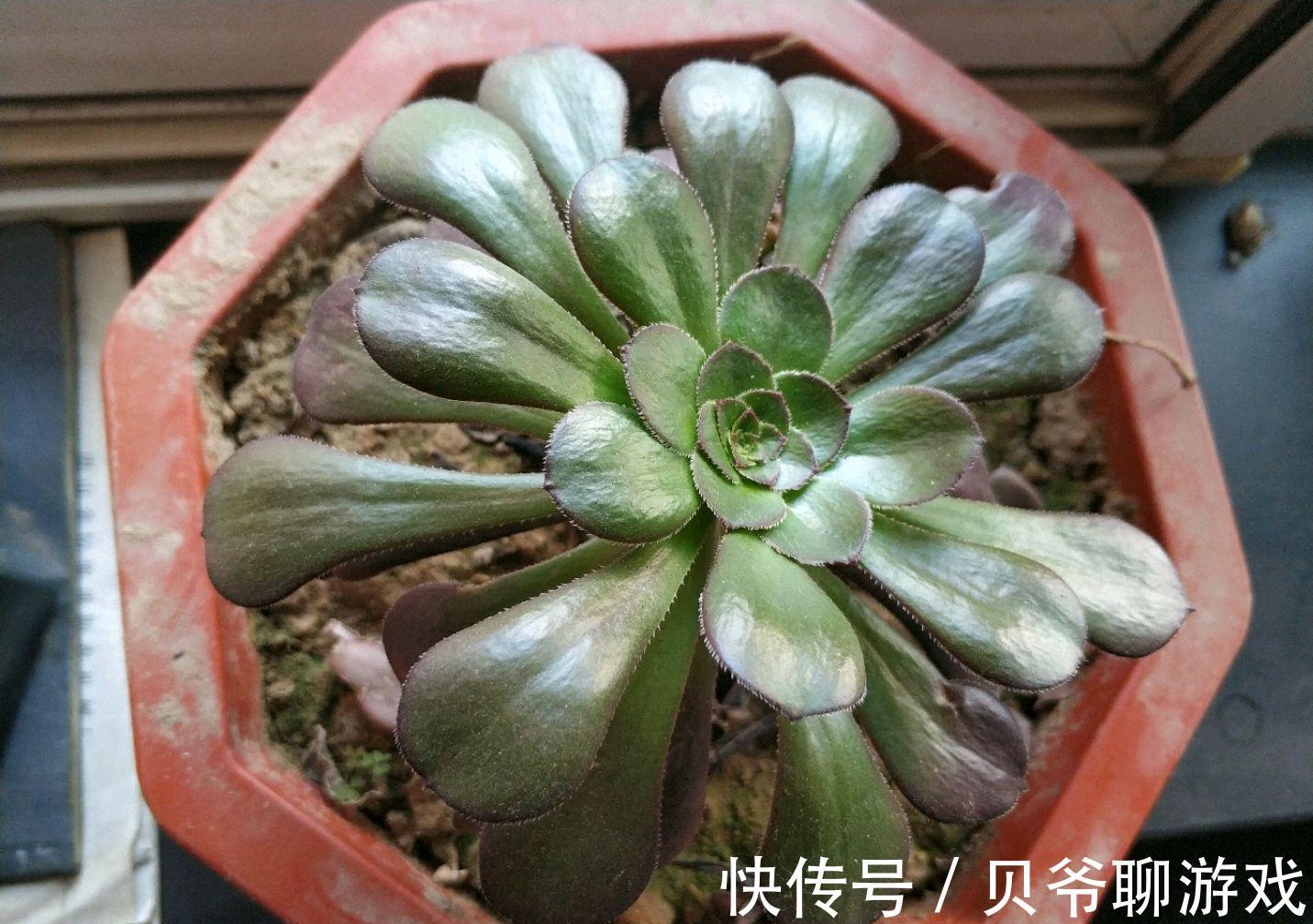 3种“颜值高”的多肉,却“让人欢喜让人优”,别把它们当宝