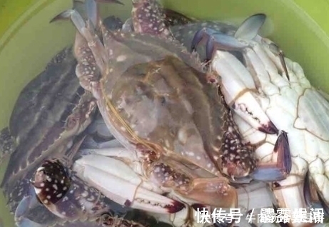 香葱|蒸螃蟹冷水下锅还是热水下锅牢记3点,螃蟹鲜嫩还不掉腿