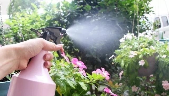 三伏天养花,6个“坏毛病”戒掉,植物安全度夏,越长越旺盛