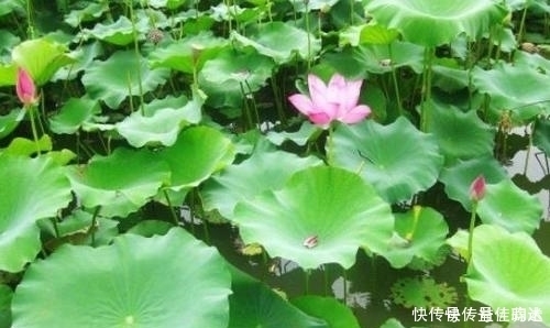 山楂和它是天生的一對,排出多年宿便,減掉大肚腩