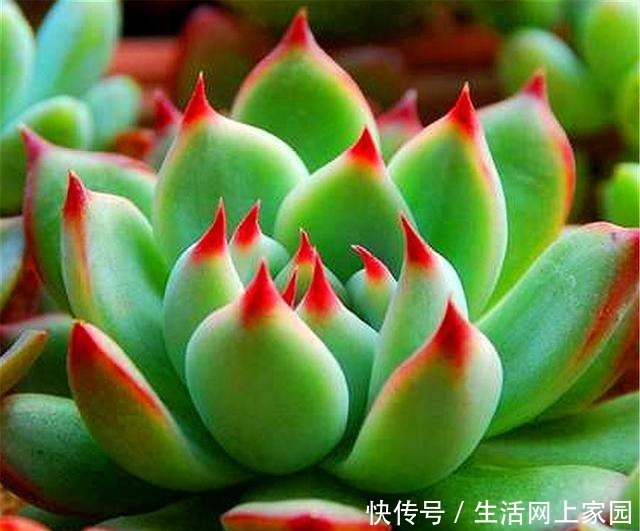 多肉吉娃莲爱摊大饼从这“3方面”着手改进，20天展现贵妃醉酒！