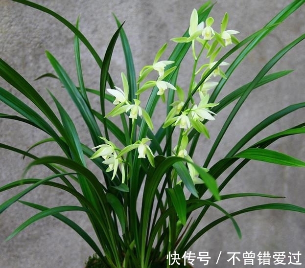 希望长期有花赏,就试试这款兰花,花期超长,香气醇厚还好养