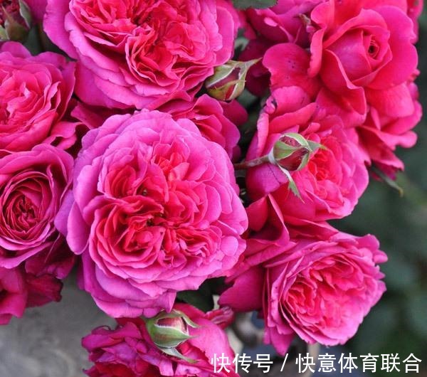 灌木|浓香月季品种大盘点，20个强香品种图文介绍。种一颗满屋飘香！