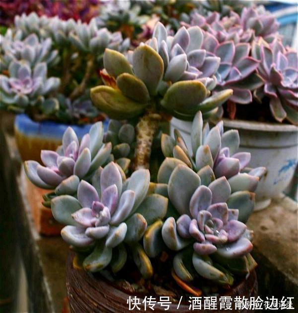 通风处|被人嫌弃的多肉“冬美人”，把它当宝一样养，长成了高攀不起的样