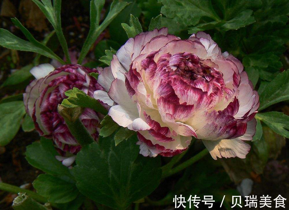 令人无法拒绝的花卉盆栽,实在很美丽,你清楚嘛