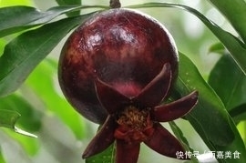 不常见的5种“黑色”水果,吃过3种以上的,应该是个美食主义者