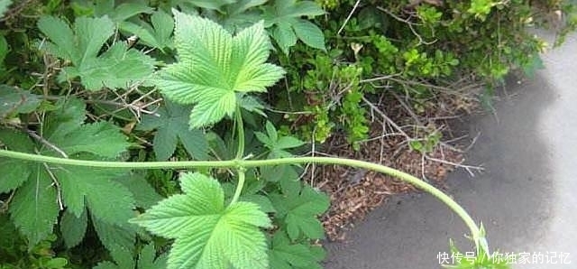 此物若长在您家路旁,切勿除掉,要重视