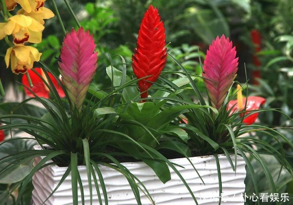 光照|阳台小 选此款花卉,热不死还疯狂开花,让阳台呼呼爆成百花园