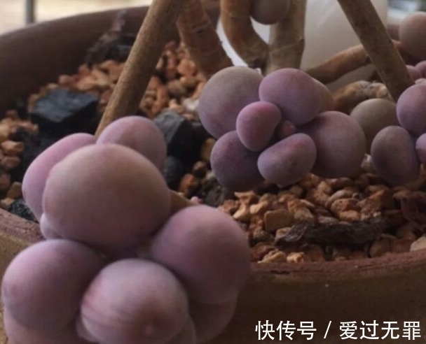 深秋的多肉桃美人怎么养,学会4个方法,叶片变得粉红粉红的