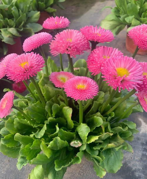 1种“矮个”花卉，开花似“绒球”，一开100天，漂亮又好养