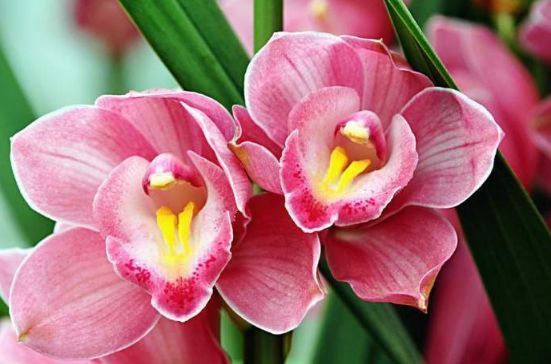 家养几种植物，阳台开出花海，满树都是花朵，漂亮极了