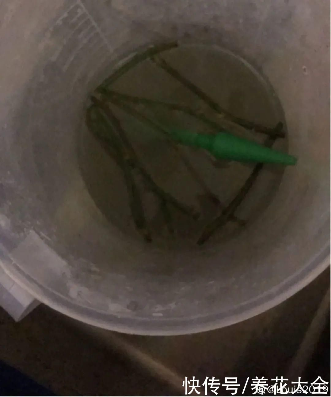 11种常见花，现在扦插，成活率特高