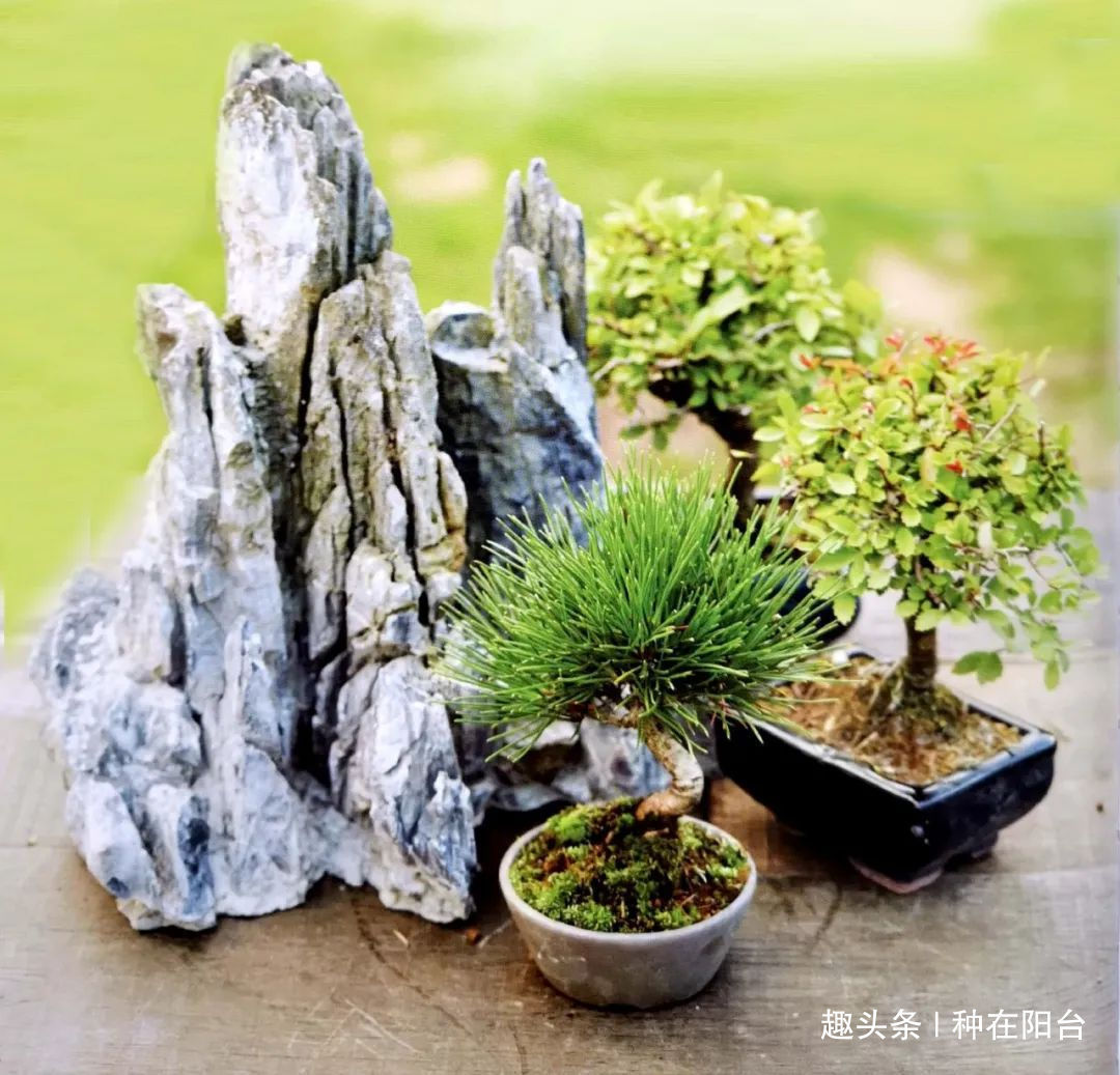 网篮|山水盆景不是非“水”不可，看山石与树木如何演绎一道山水盆景！