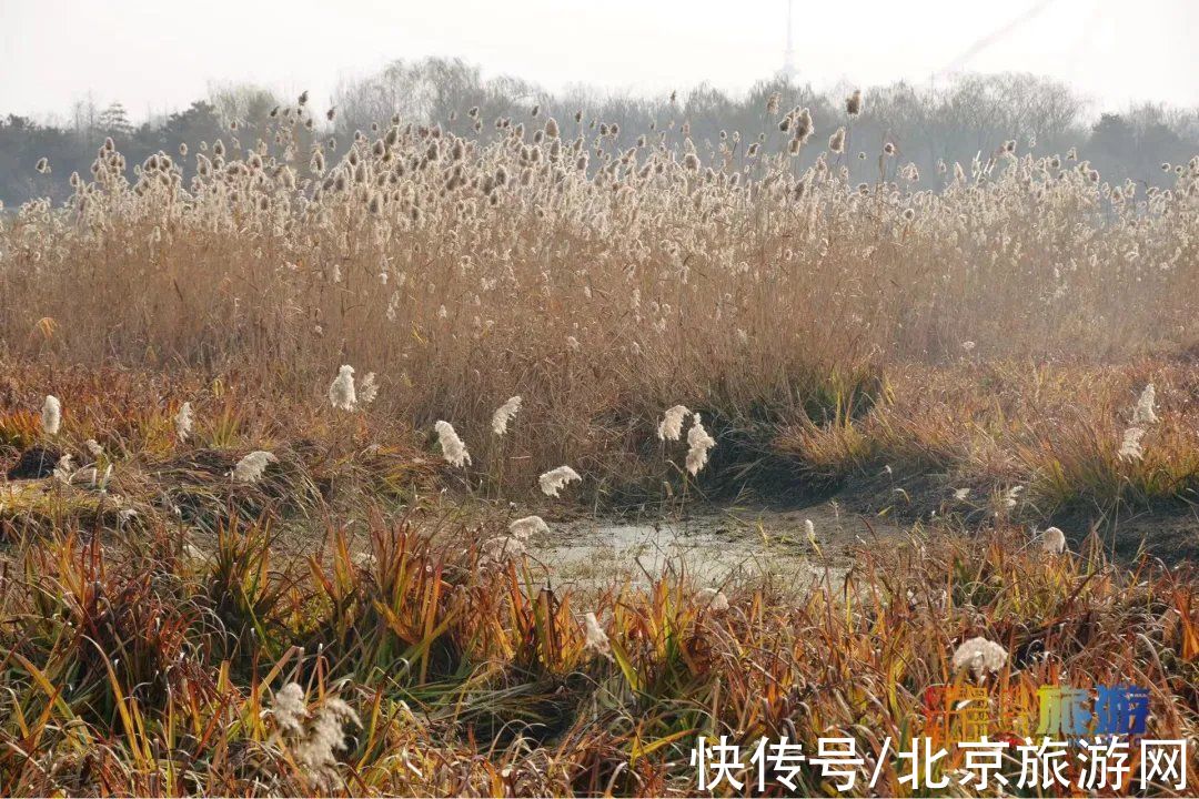 冬景|迎颜值巅峰！京城宝藏冬景实拍，昔日“两岸芦花一钓船”胜景再现~