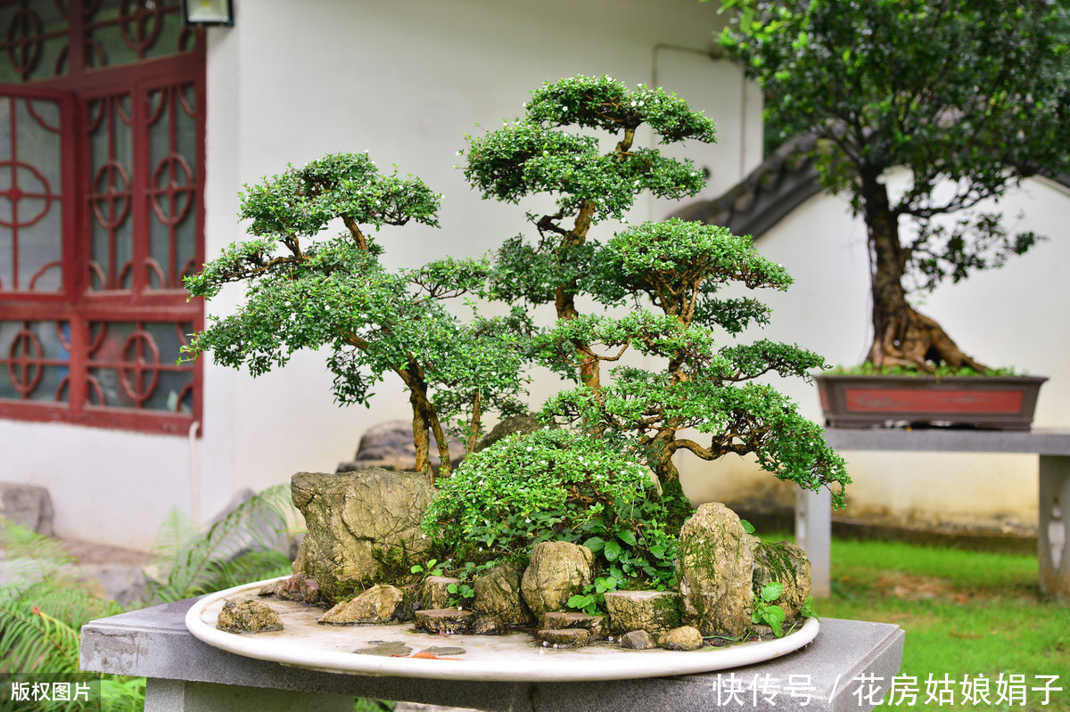 遮盖物|60后盆景大师的忠告，不能进的10个误区，踩中1个，白干1年