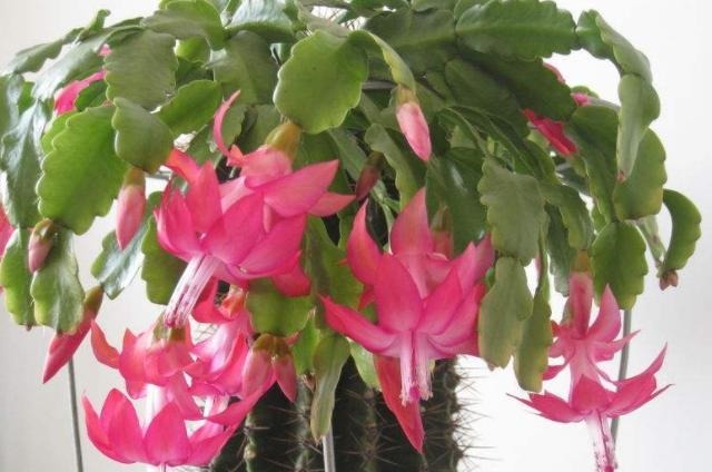 蟹爪兰不开花在盆里放此2种物质,养护很方便,花期时间长
