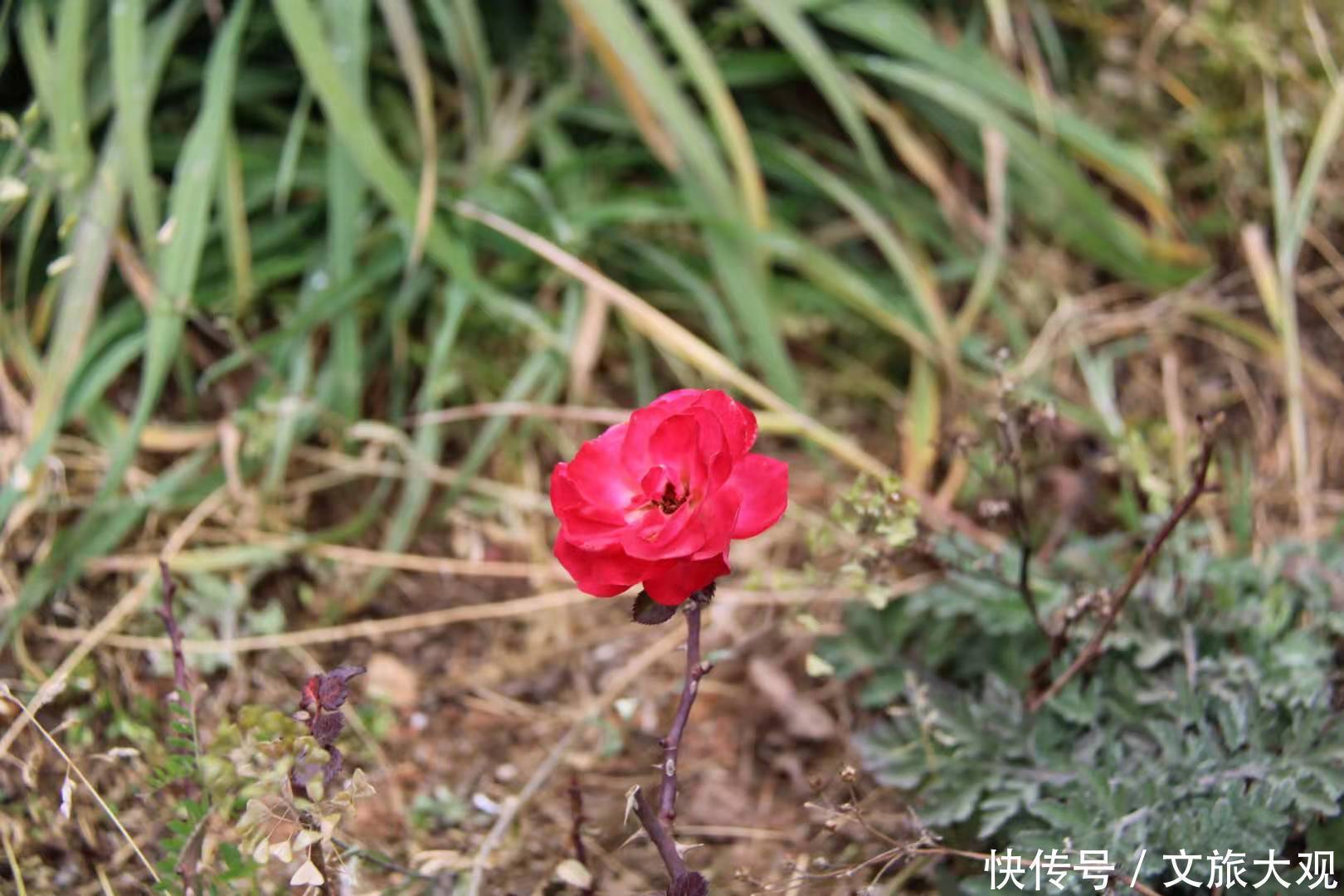 昆明冬日看花